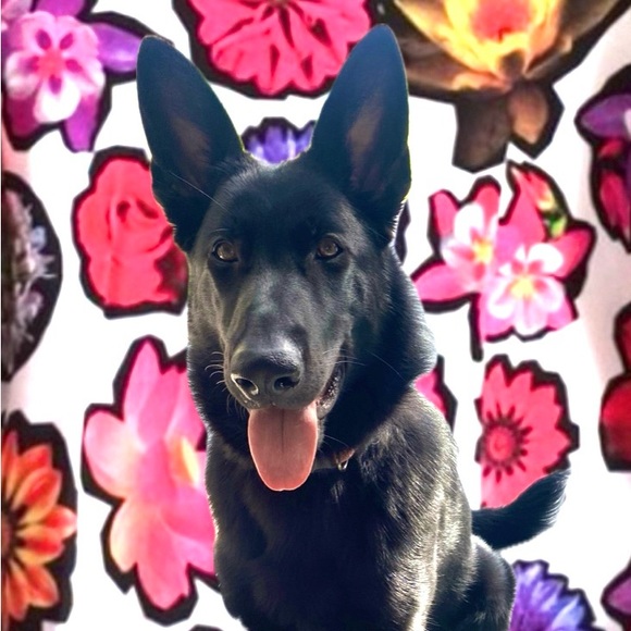 💙💕meet your SELLER💕💙 - Picture 3 of 5